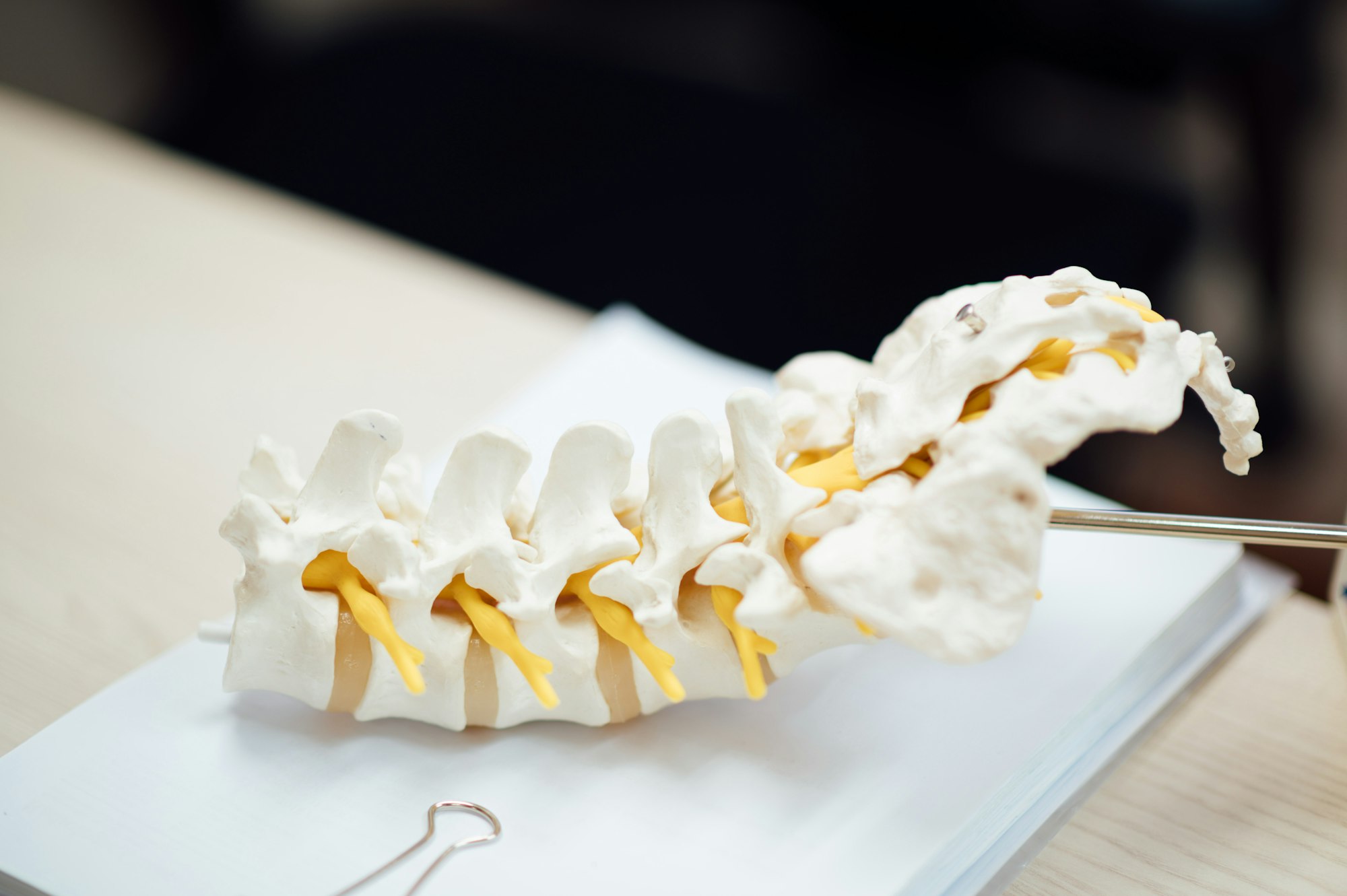 Anatomical illustration of the lower lumbar spine and vertebrae