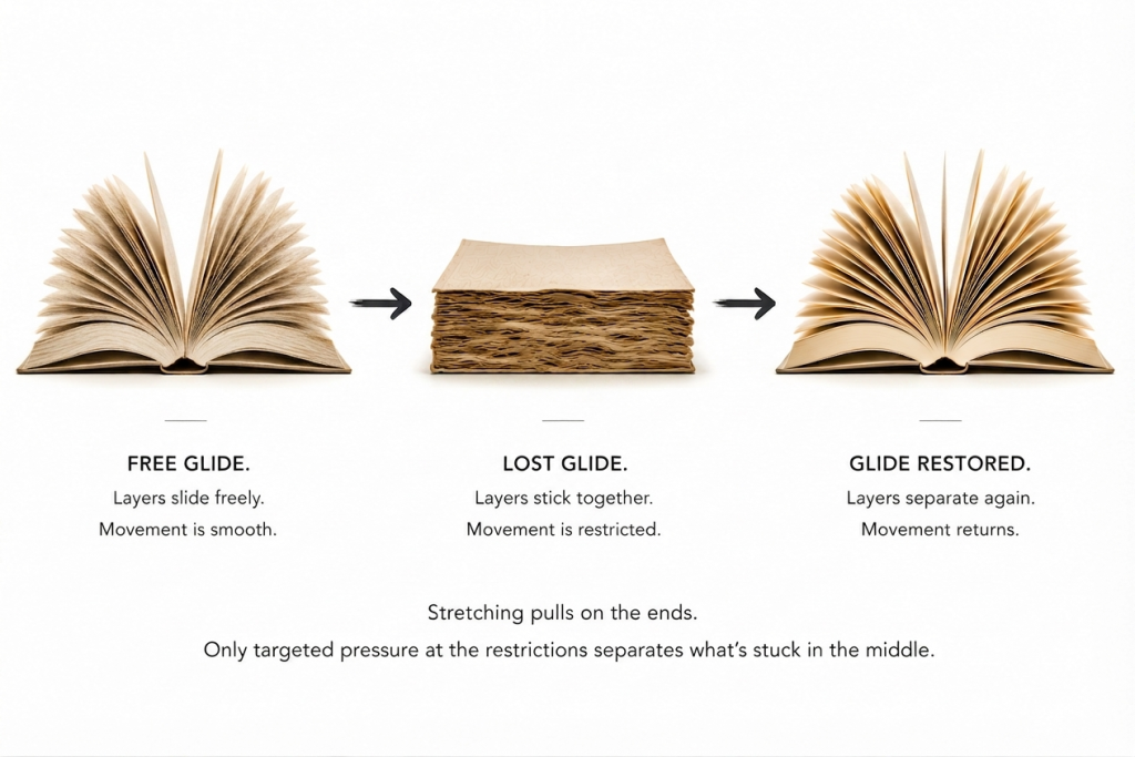 Illustration of muscle layers sliding past each other, representing muscle glide